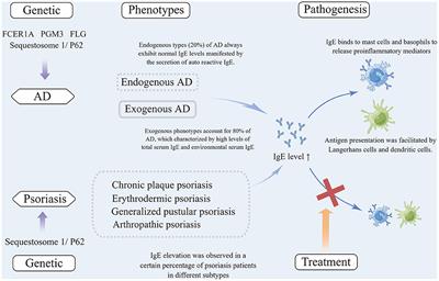 Elevation of IgE in patients with psoriasis: Is it a paradoxical phenomenon?